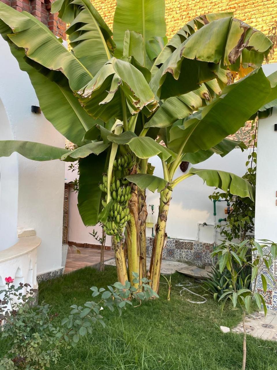 Villa Kemet Jazirat al Awwamiyah Exteriér fotografie